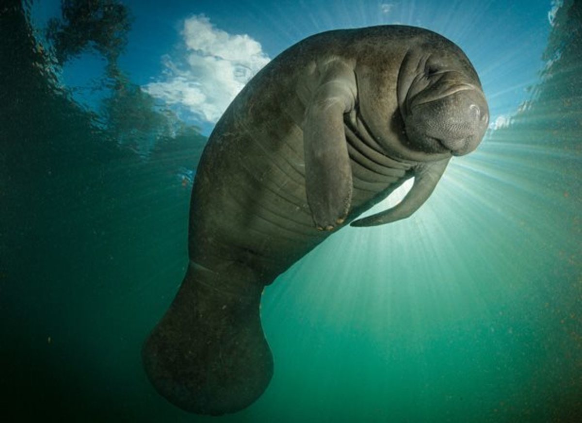 Manatee