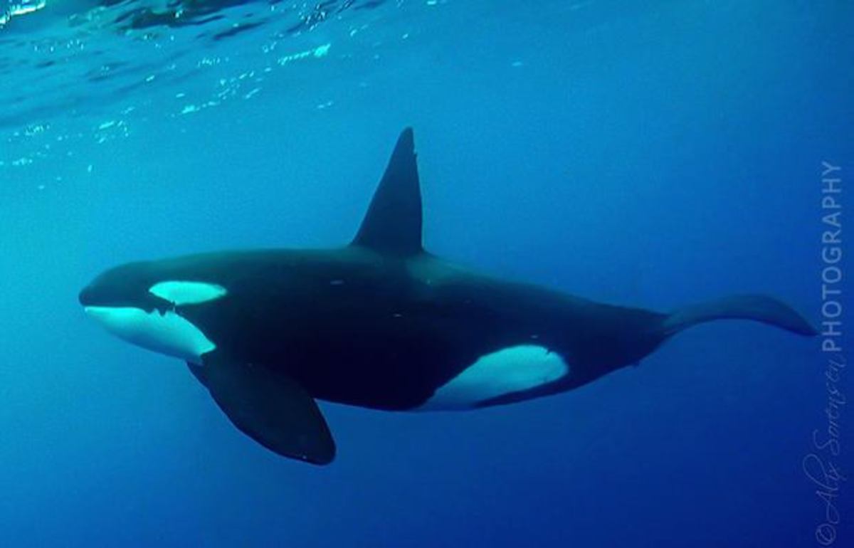 Orca1