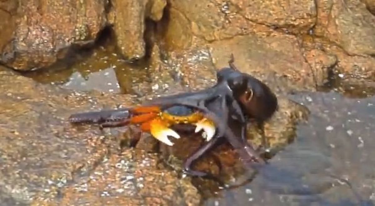 Crab getting ambushed by octopus