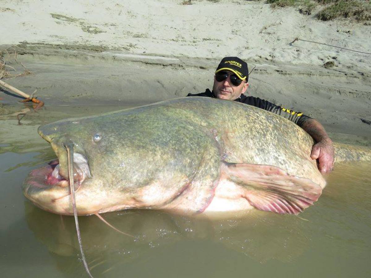 Il pescatore italiano Dino Ferrari con il suo pesce gatto del Galles di 280 libbre del Delta del Po che potrebbe essere un record mondiale. Foto dalla pagina Facebook di Sportex Italia