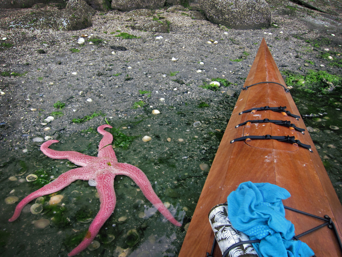 kayak commute pygmy-boats pink starfish