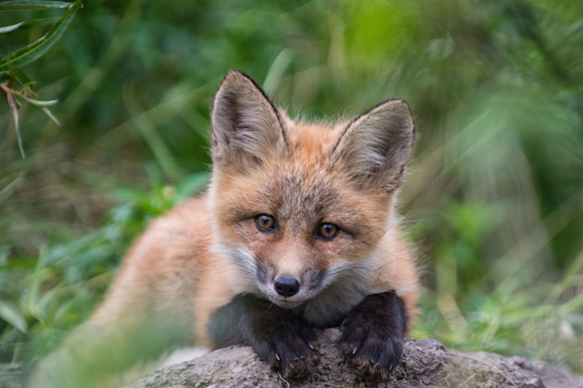 Red Fox pups at their den at the headwaters of the Peel River.
