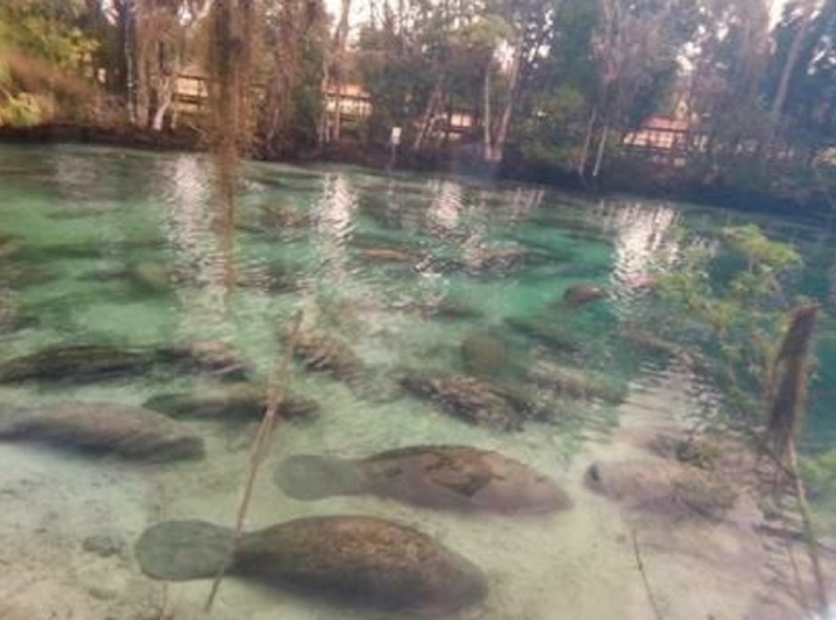 manatees