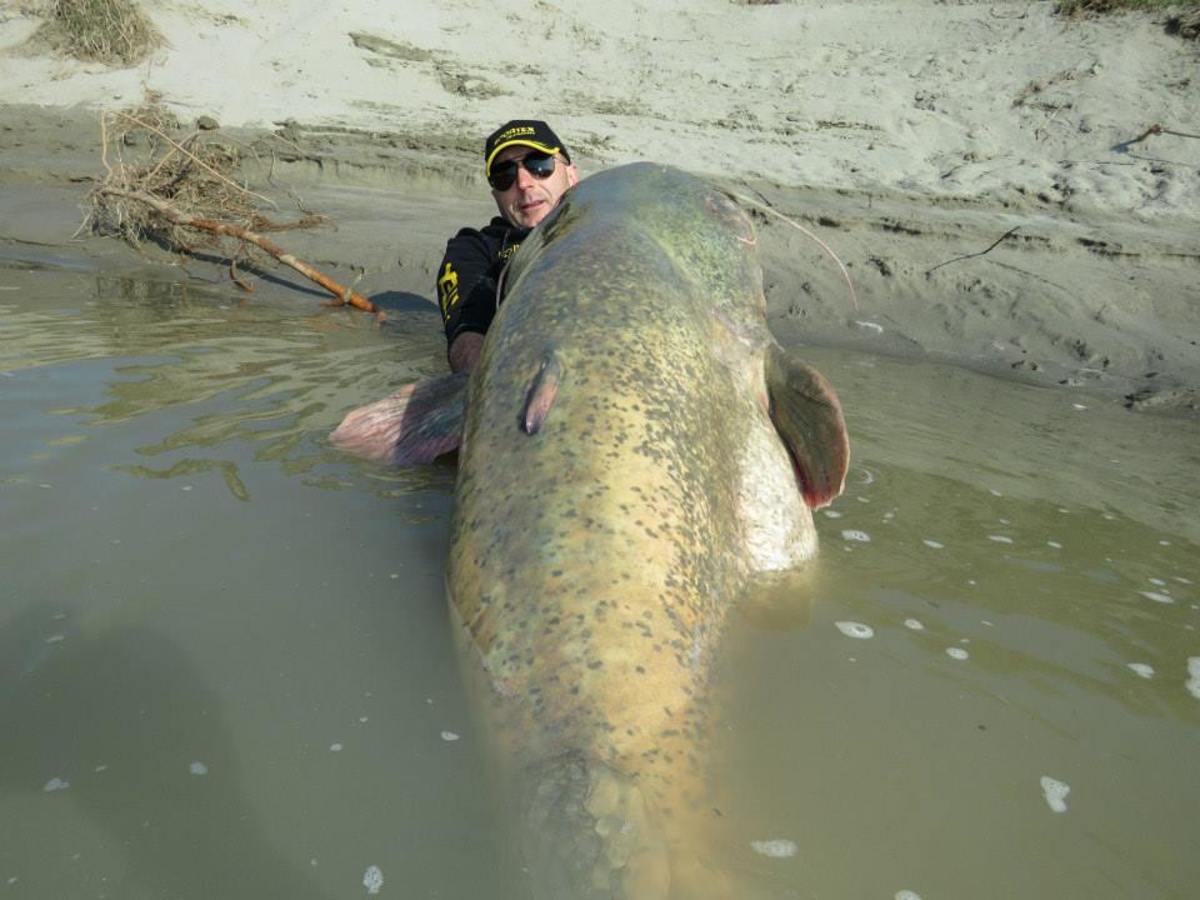 Dopo aver pesato il pesce gatto del Galles, Dino e Dario Ferrari hanno rilasciato la bestia nel Delta del Po. La foto è tratta dalla pagina Facebook di Sportex Italia