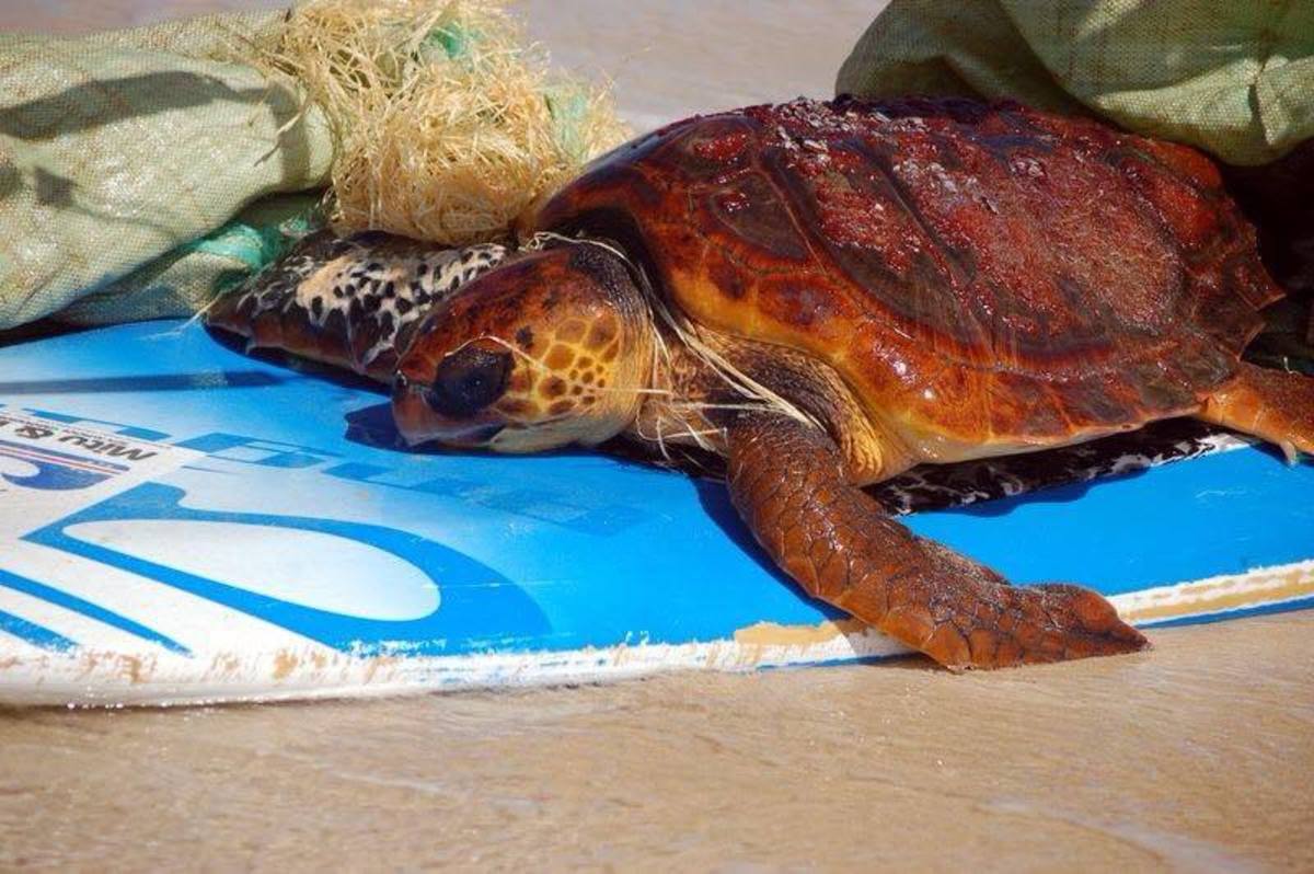 sea turtle