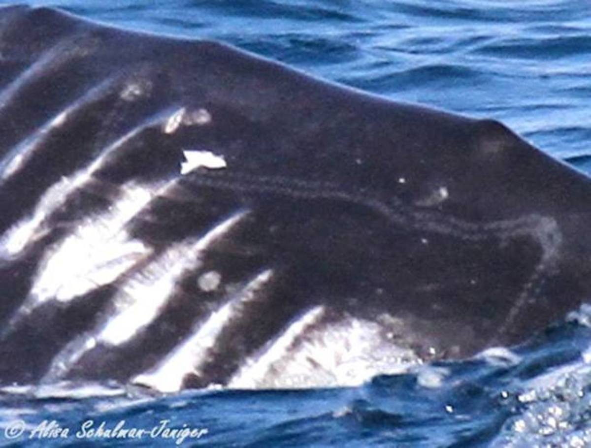 Graywhale2