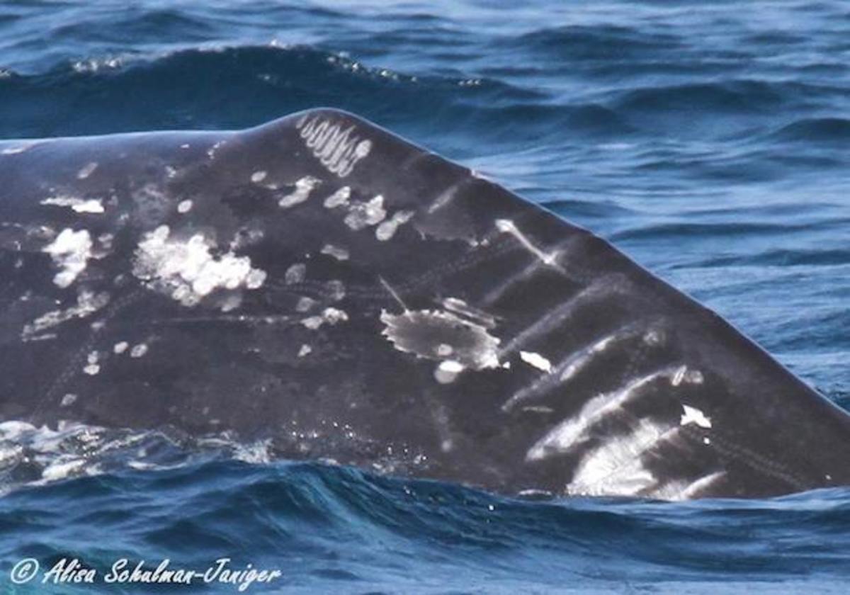 Mysterious gray whale scars baffle experts - Men's Journal