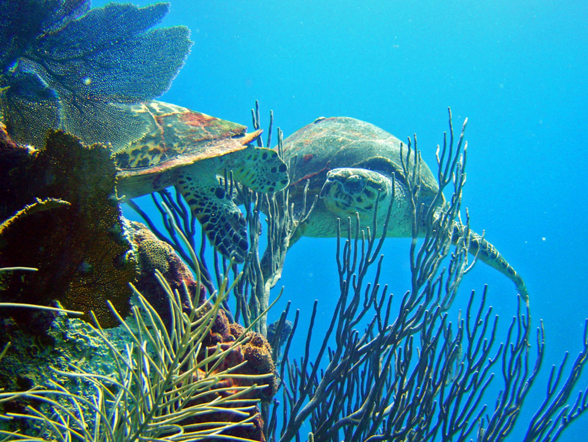 Snorkel with sea turtles and explore reefs with the Boyceterous Catamaran Cruise; Photo courtesy of Barbados Tourism Marketing Inc.