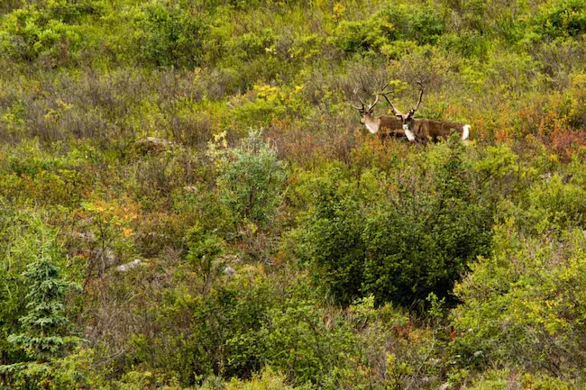 Curious caribou wander about the tundra as a team of paddlers descends down to the Susitna. Photo by Brendan Wells / Mountain Mind Collective