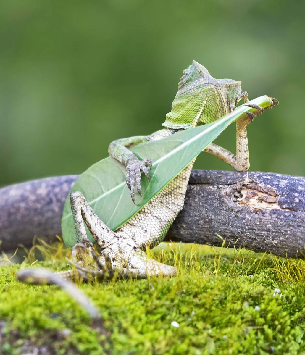 Lizard strikes human-like pose, playing guitar - Men's Journal