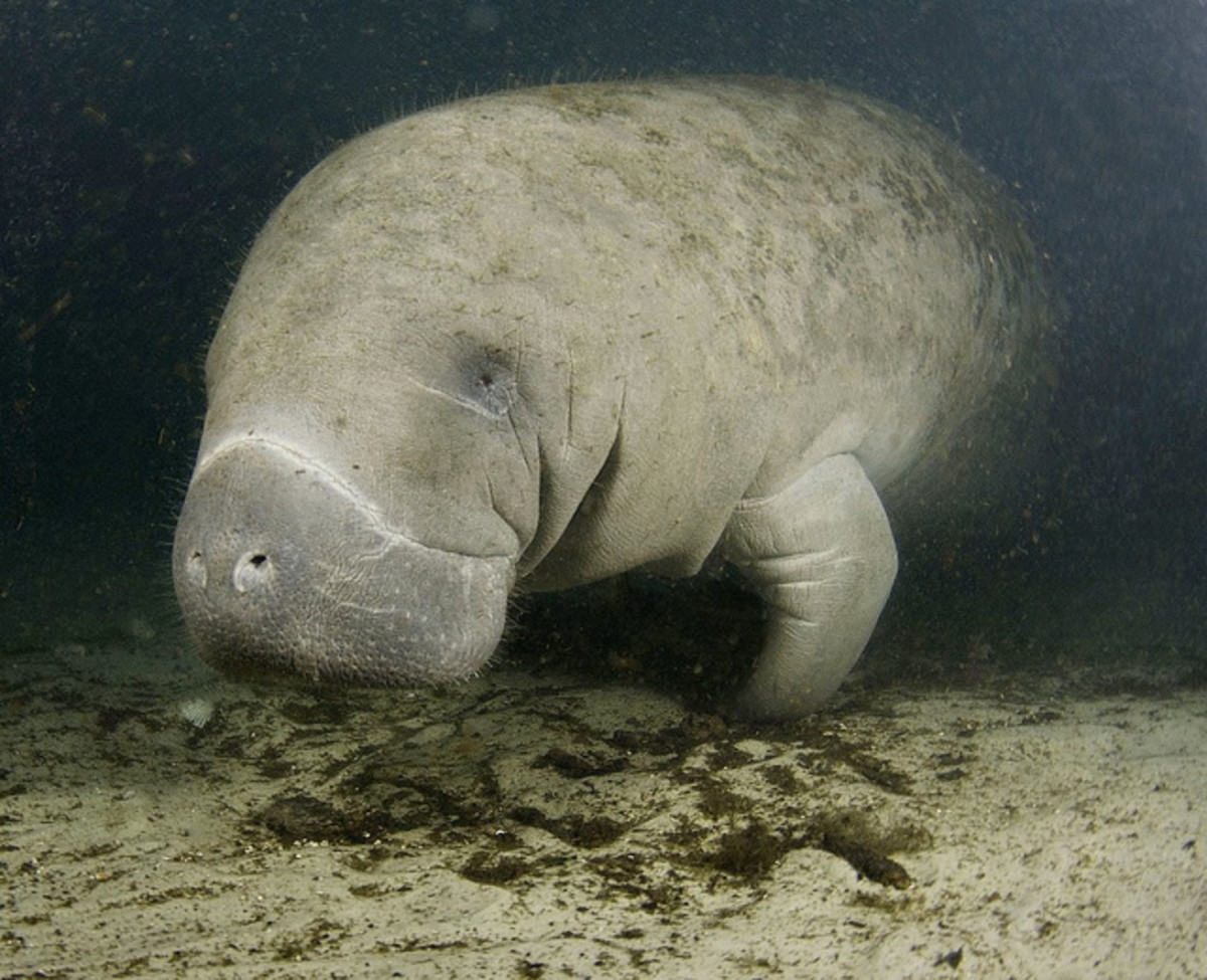 record manatee