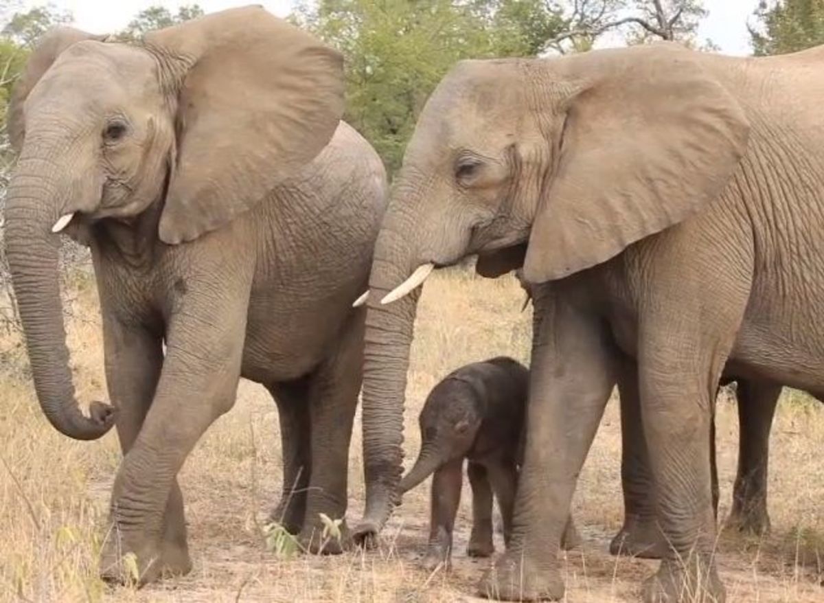 First Steps Of Baby Elephant Is Touching Scene Men S Journal