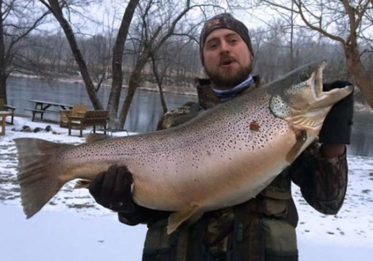 Near World Record Brown Trout
