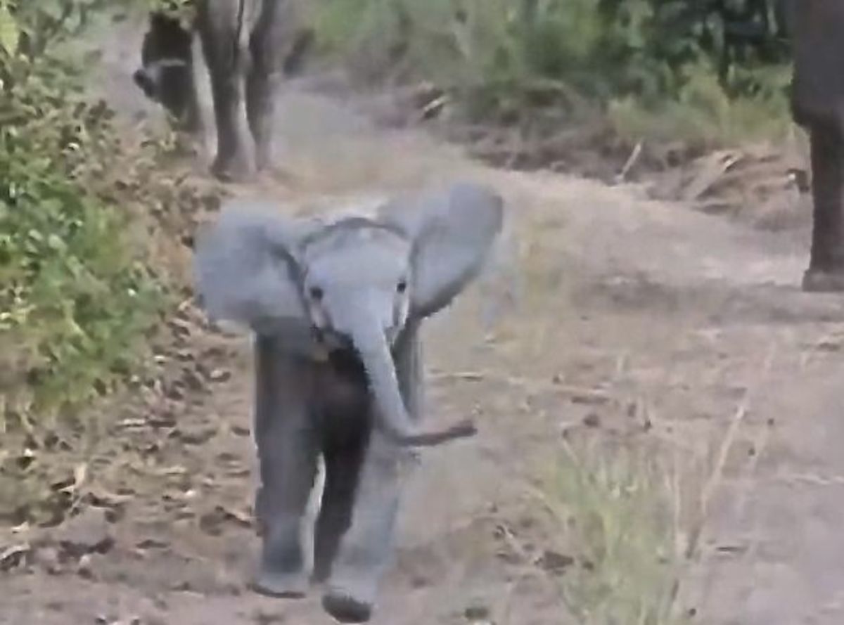 Baby elephant charges a safari tourist vehicle in Zambia. Photo is a screen grab from the video