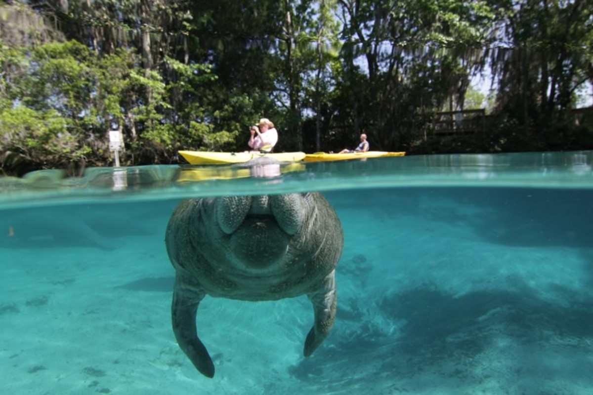 record manatee