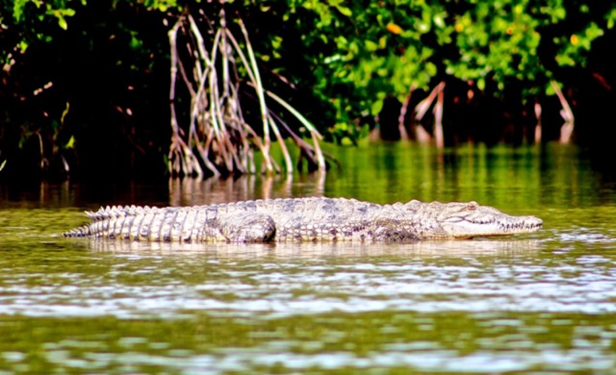 Saltwater crocodile. They're making a comeback.