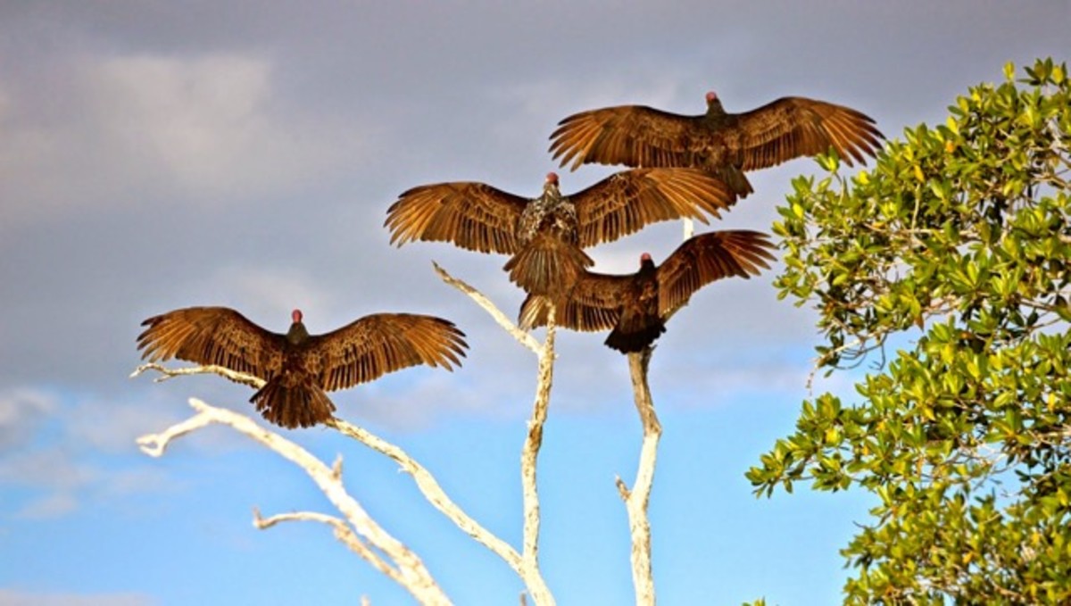 Sunning vultures