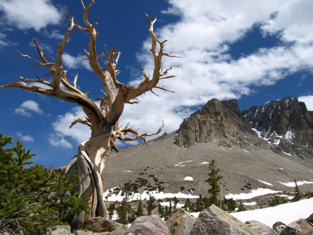 An ancient Bristlecone pine in the shadow of Wheeler Peak. Photo courtesy of Shutterstock.com