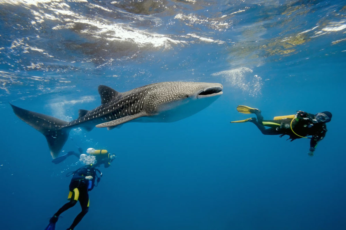 Dive with whale sharks, manta rays, and other sealife when you get your SCUBA certification during spring break; Photo courtesy of Shutterstock.com