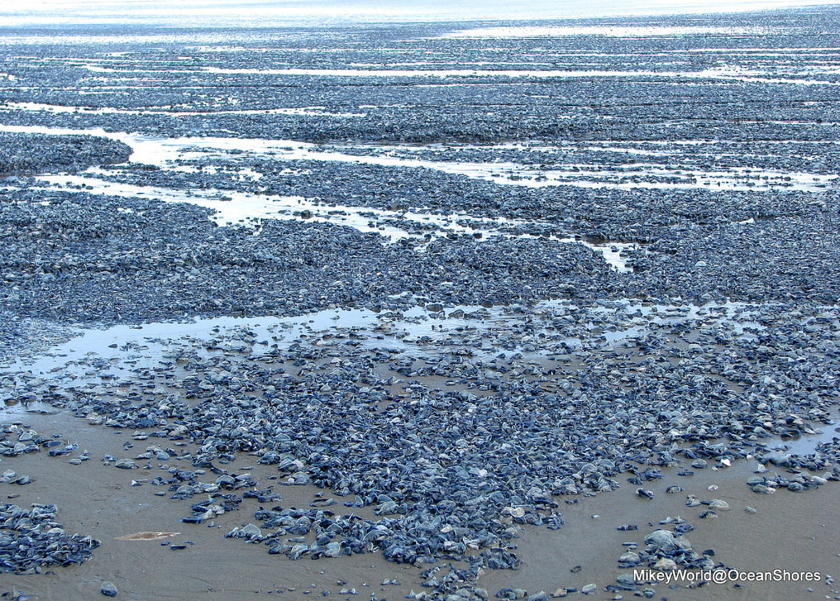 Millions of by-the-wind sailors are washing ashore along the West Coast. Photos by Mikey World/Flickr