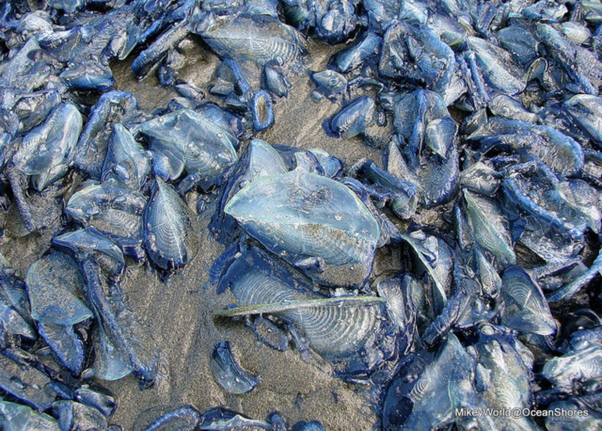 Millions of by-the-wind sailors are washing ashore along the West Coast. Photos by Mikey World/Flickr