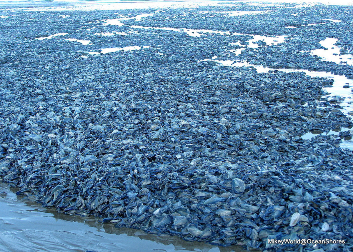 Millions of by-the-wind sailors are washing ashore along the West Coast. Photos by Mikey World/Flickr