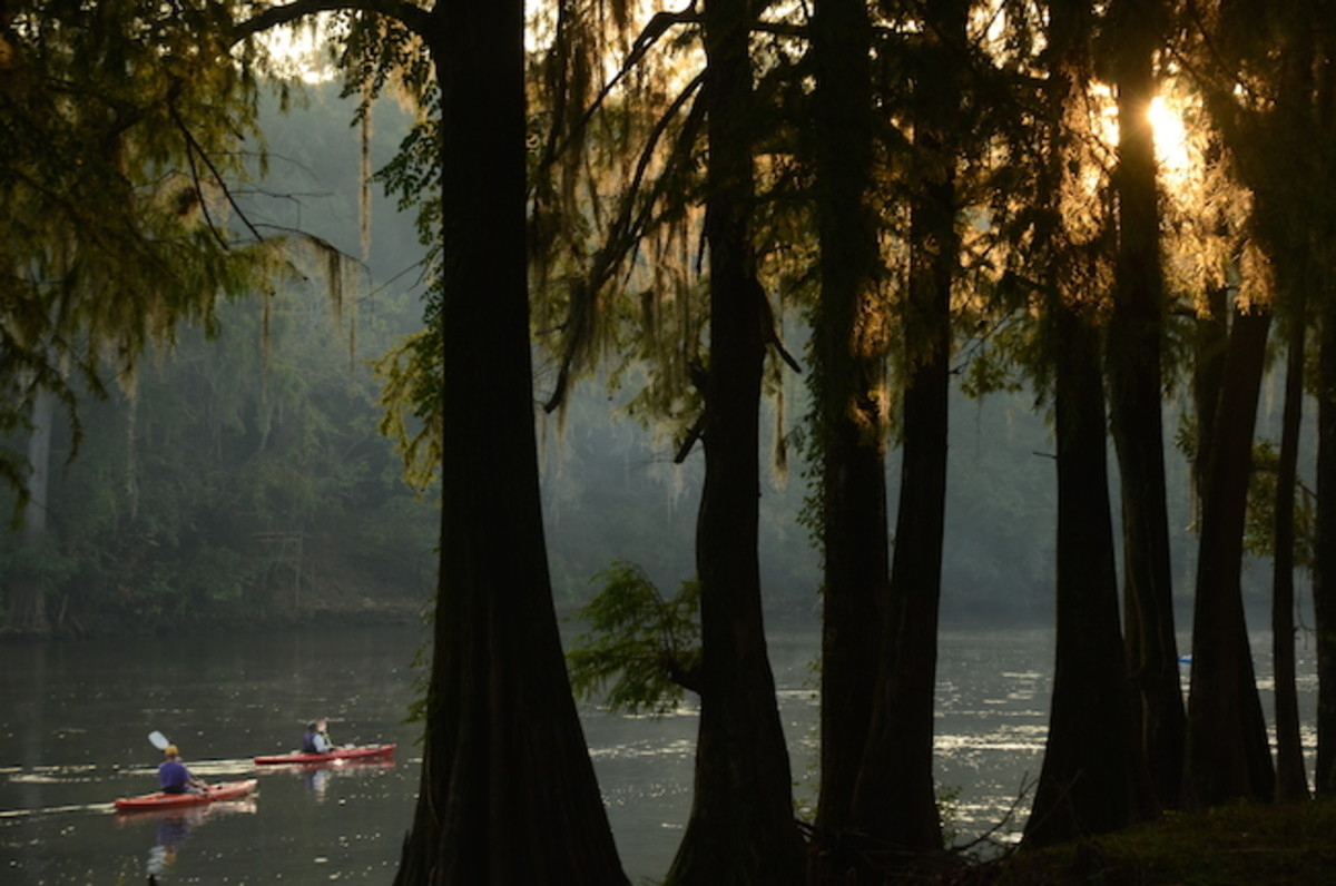 Moss-draped cypress greet participants in Paddle Georgia.