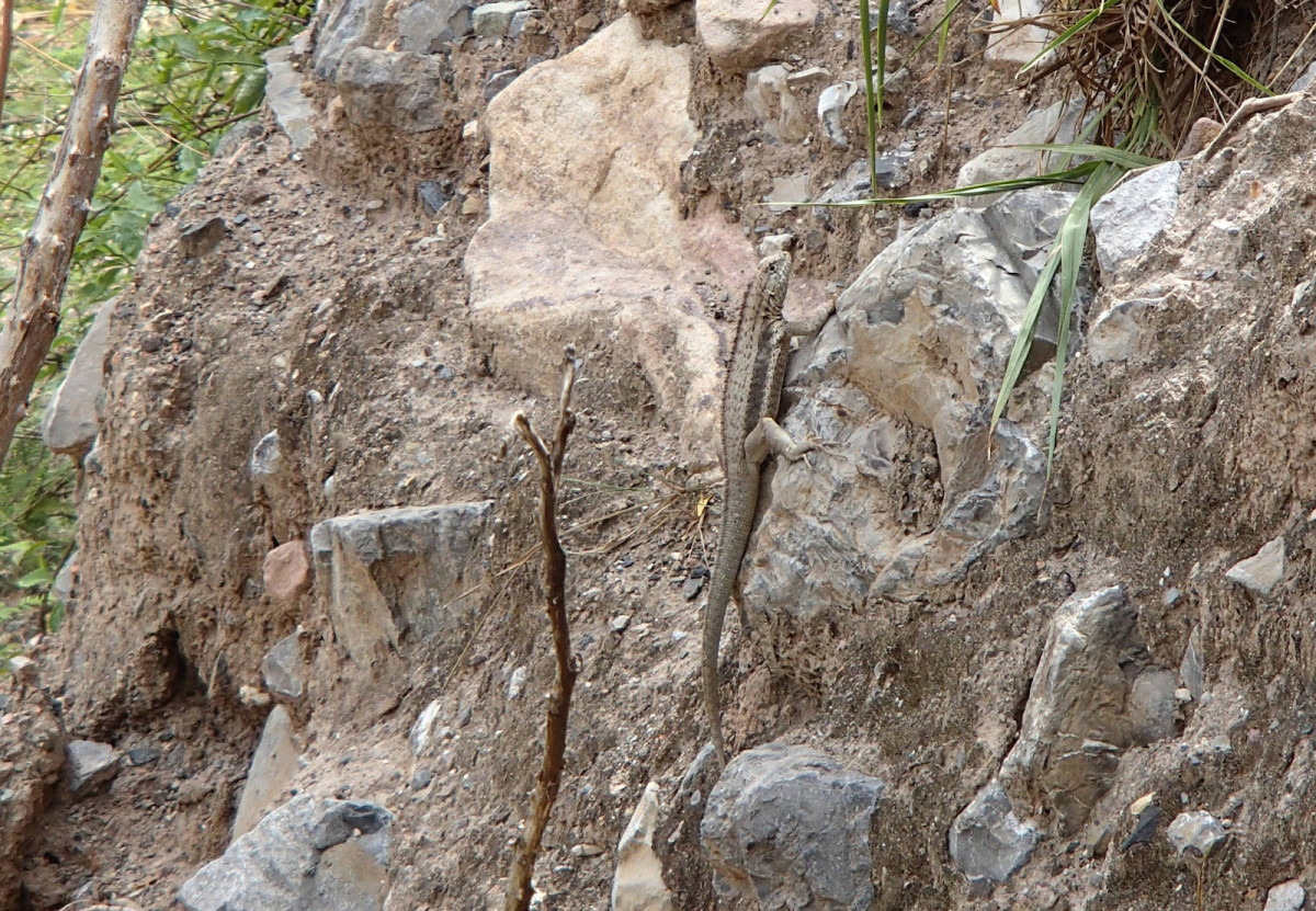 Marañón