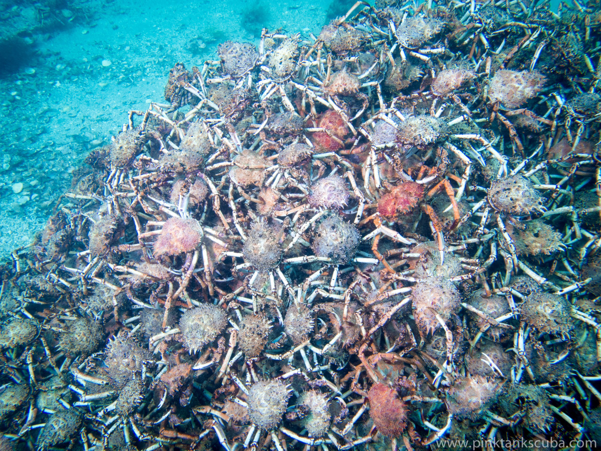 Close to 1,000 spider crabs make a huge pyramid in the shallows of Port Phillip Bay, Victoria, Australia. Photo courtesy of Pink Tank Scuba