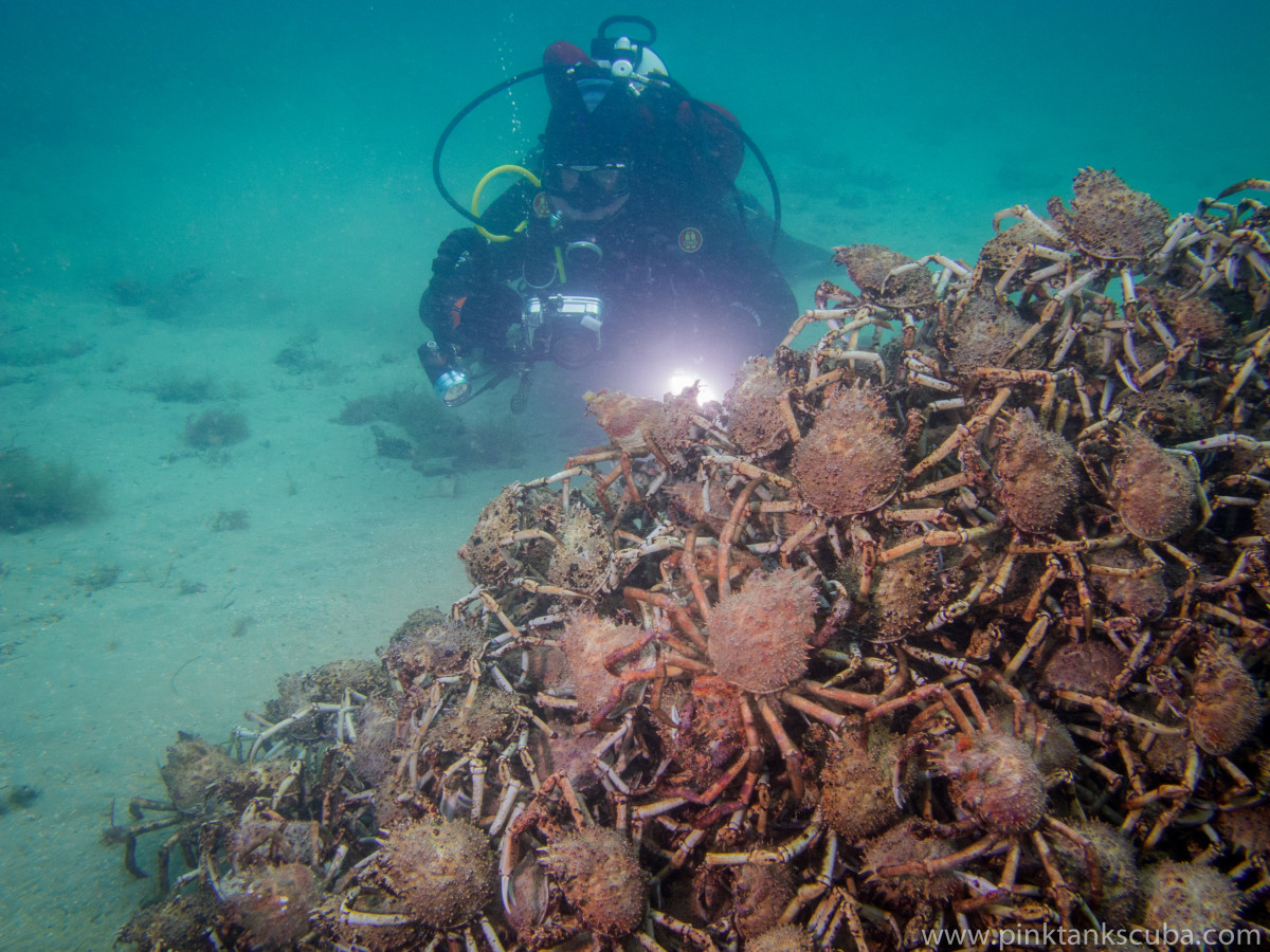 Spider Crabs Build Big Pyramid In Pre Migration Act Men S