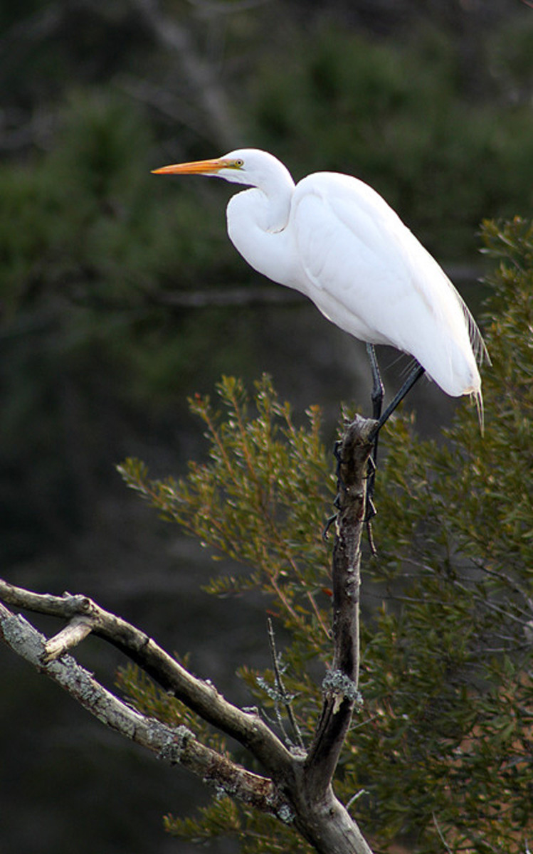 Roanoke-River-Paddle-Trail