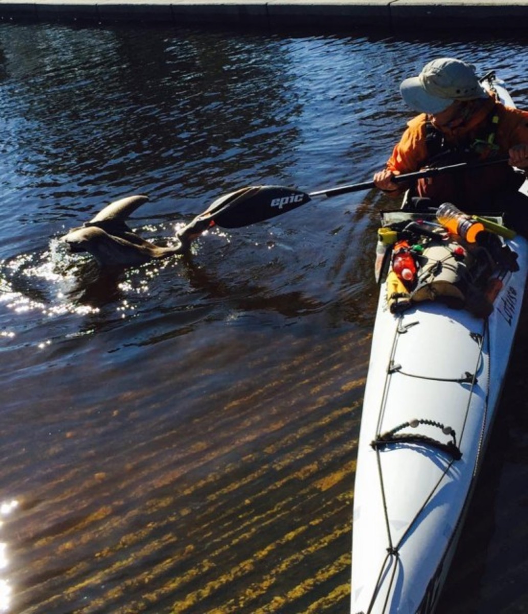 Chomping at the bit: Pelican clamps down on Mary Mangiapia's paddle during her record-setting Florida circumnavigation.
