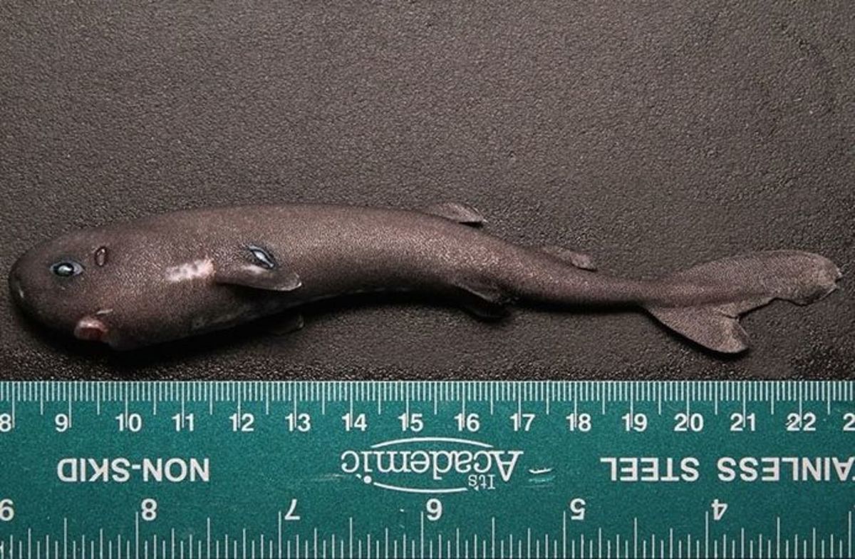 The pocket shark measured 5.5 inches. Photo courtesy of FishWatch.gov