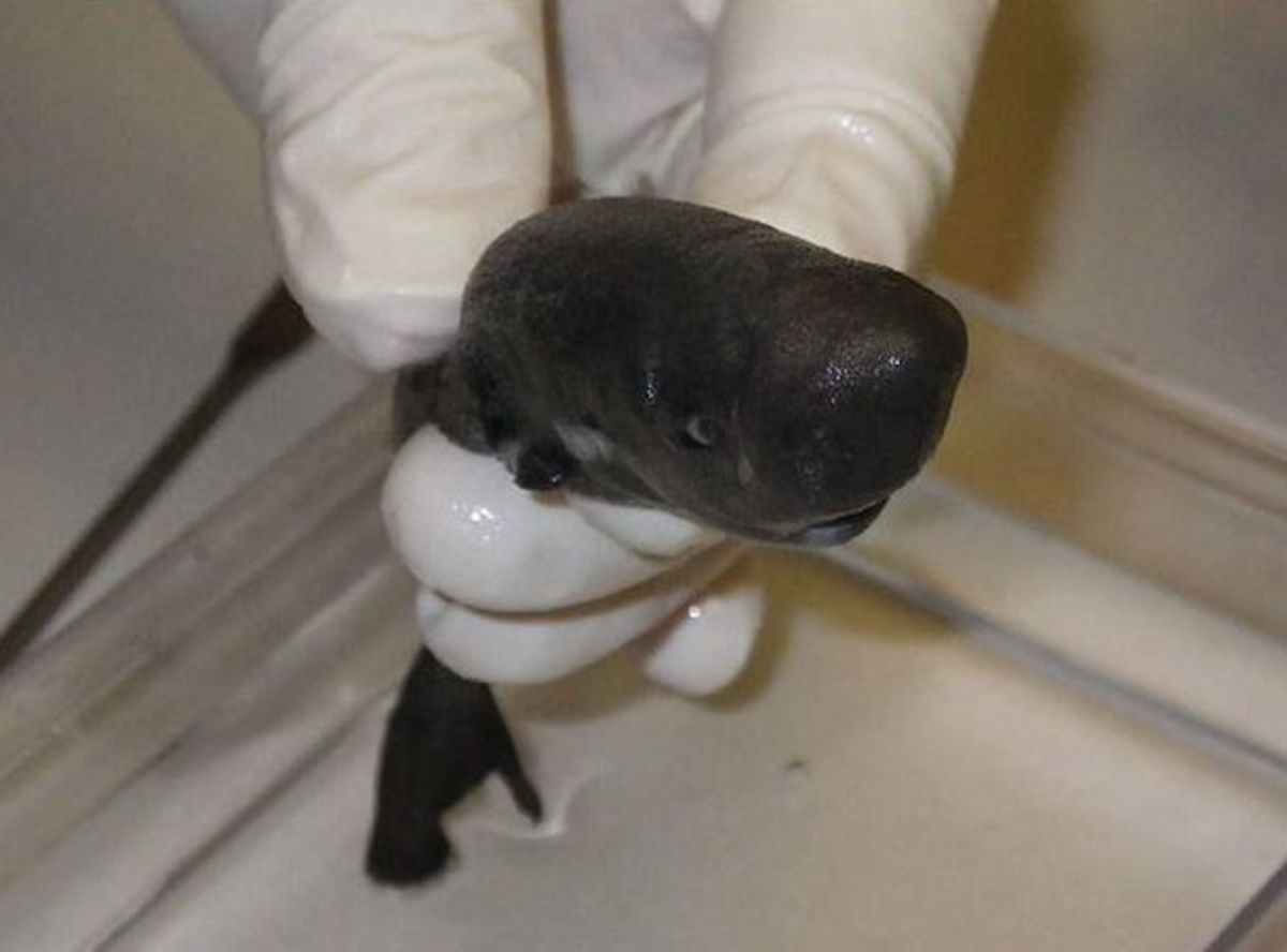 The second-ever pocket shark was collected off Louisiana. It sort of looks like a small whale. Photo courtesy of FishWatch.gov