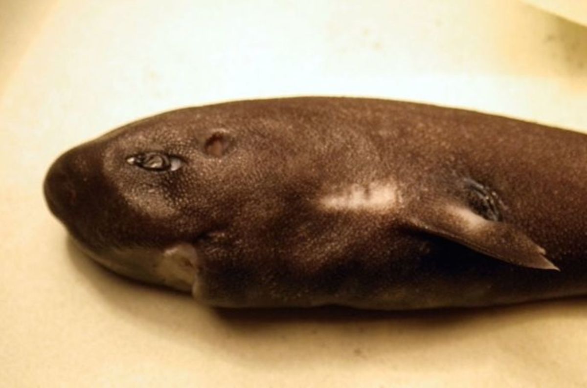 Pocket shark was collected in 2010 but not discovered in the lab until three years ago. Photo courtesy of FishWatch.gov