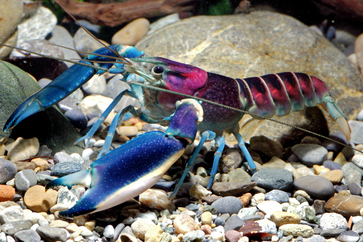 Crayfish species identified as a Cherax pulcher features vivid colors. Photo: Caters News