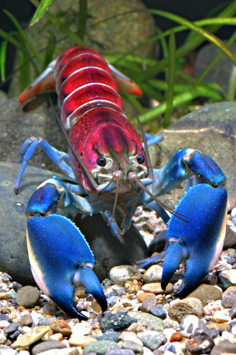 Colorful crayfish is popular with the global aquarium trade but species population is dwindling. Photo: Caters News