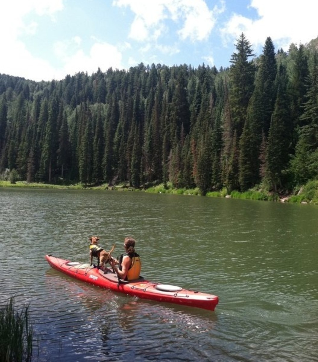 dog, kayaking, pooch, paddling, how-to-kayak-dog