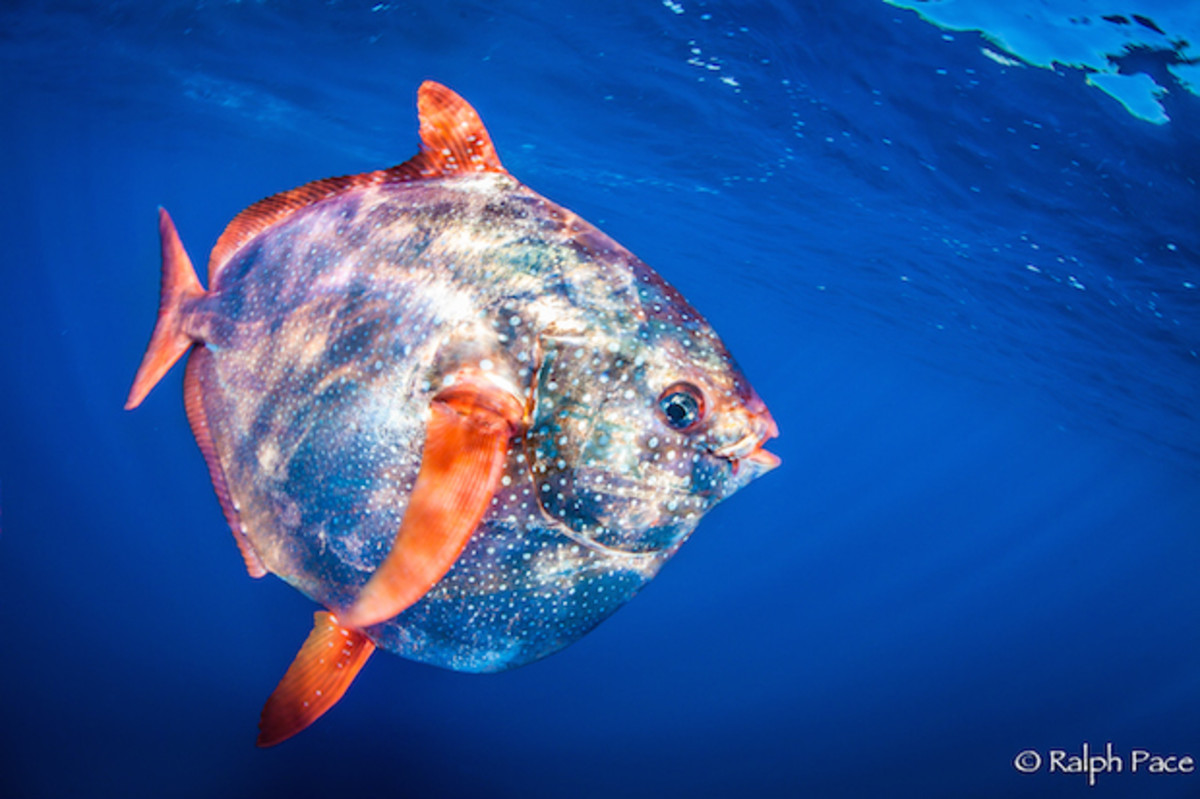 Opah2