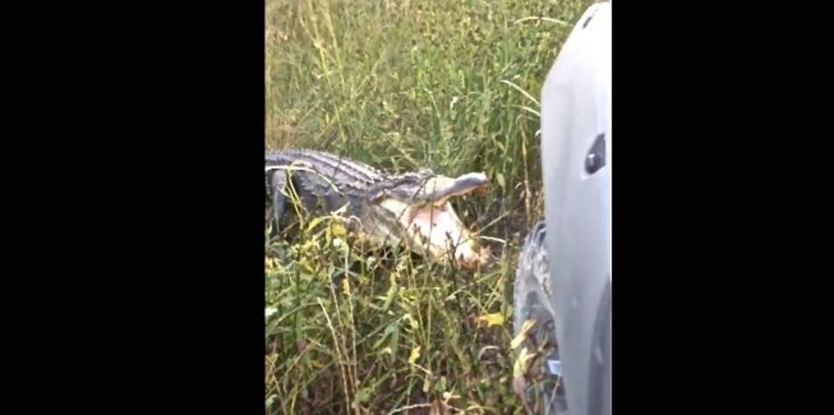 Alligator attacks man's car. Photo: Screen grab