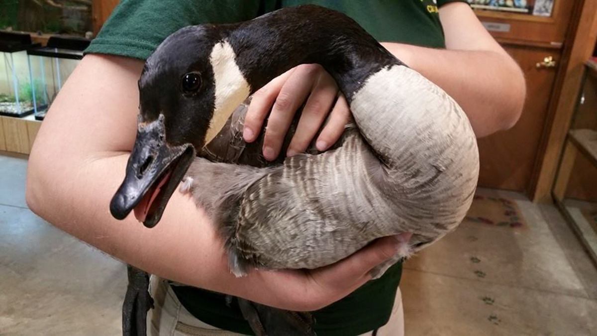 Canada goose mother was deemed healthy enough to be returned into the wild sometime this summer. Photo from the Back to the Wild Facebook page