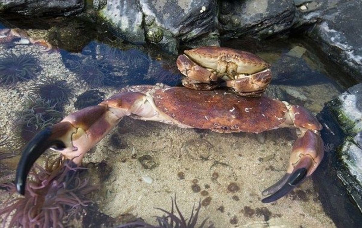 A brown crab comparison shows size of "Crabzilla" vs. average-sized crab. Photo: Blue Reef Aquarium Facebook page