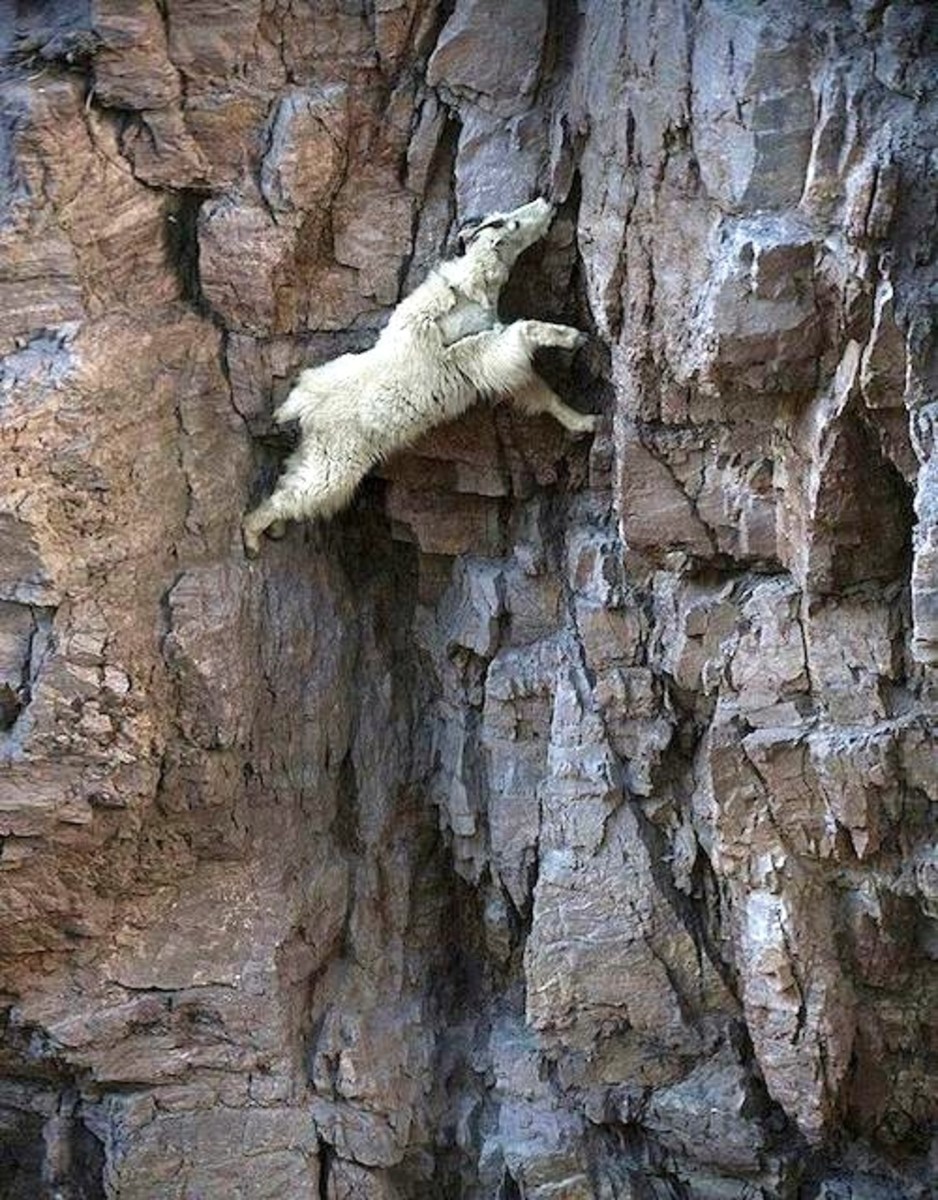 goat1 copy