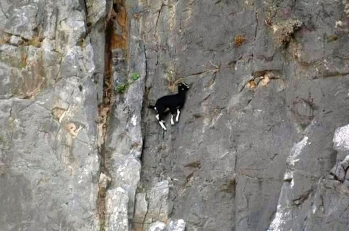 goat2