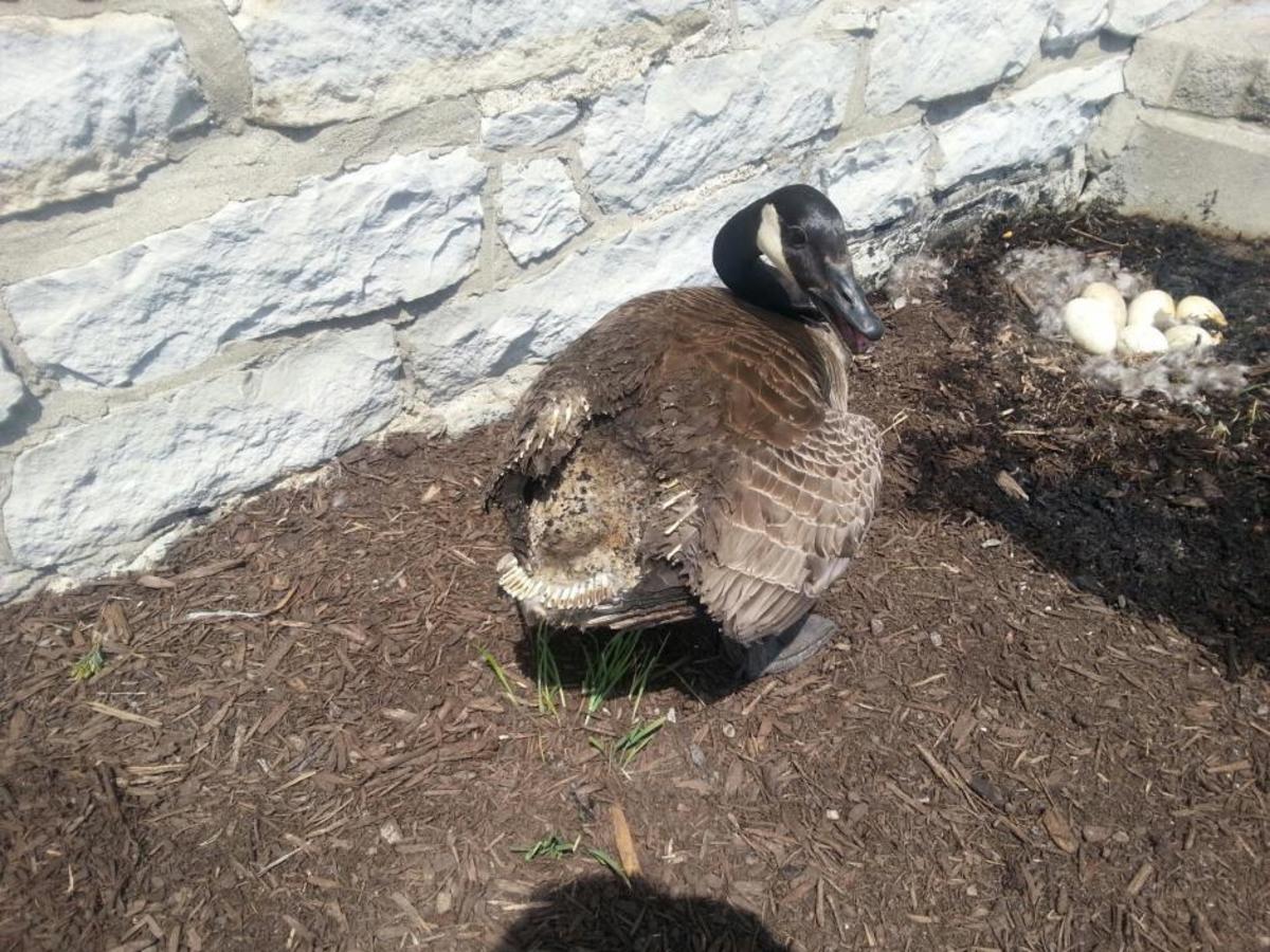 The tail and flying feathers of this Canada goose mother were burned by a fire deliberately set in her nest. Photo by Tim White used by permission