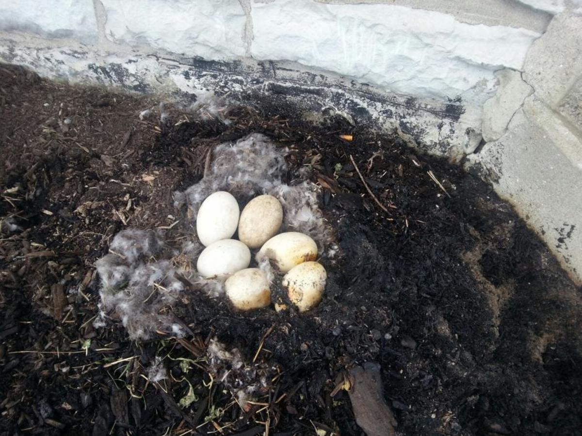 Five of the six eggs, some scorched by fire, were put into an incubator. Photo by Tim White used by permission