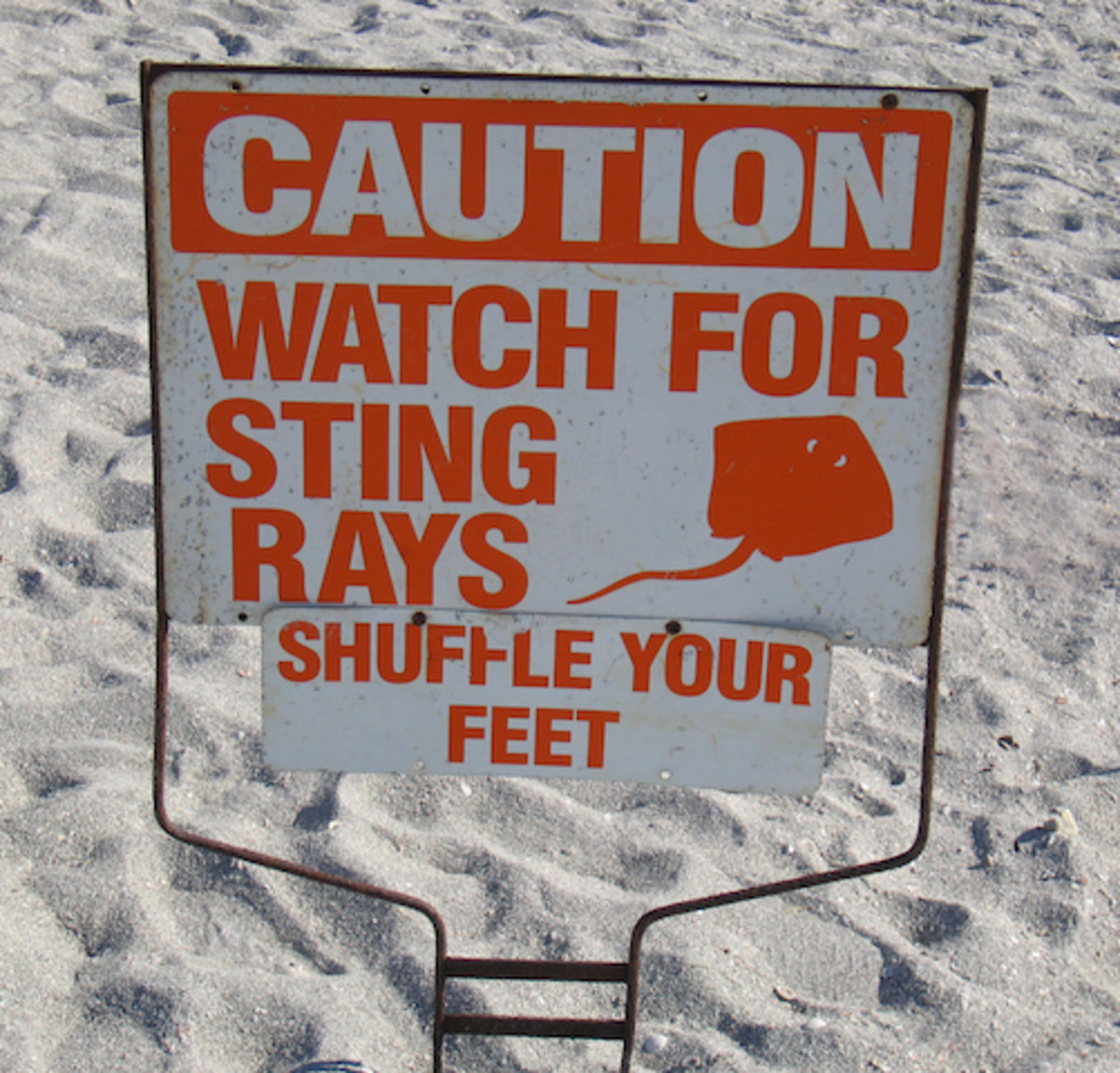 Stingrays are common in coastal tropical and subtropical marine waters. Photo: Shutterstock.