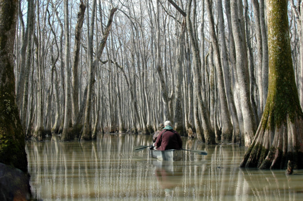 Bayou DeView with Ed Wolff Canoe Kayak Arkansas Big Woods