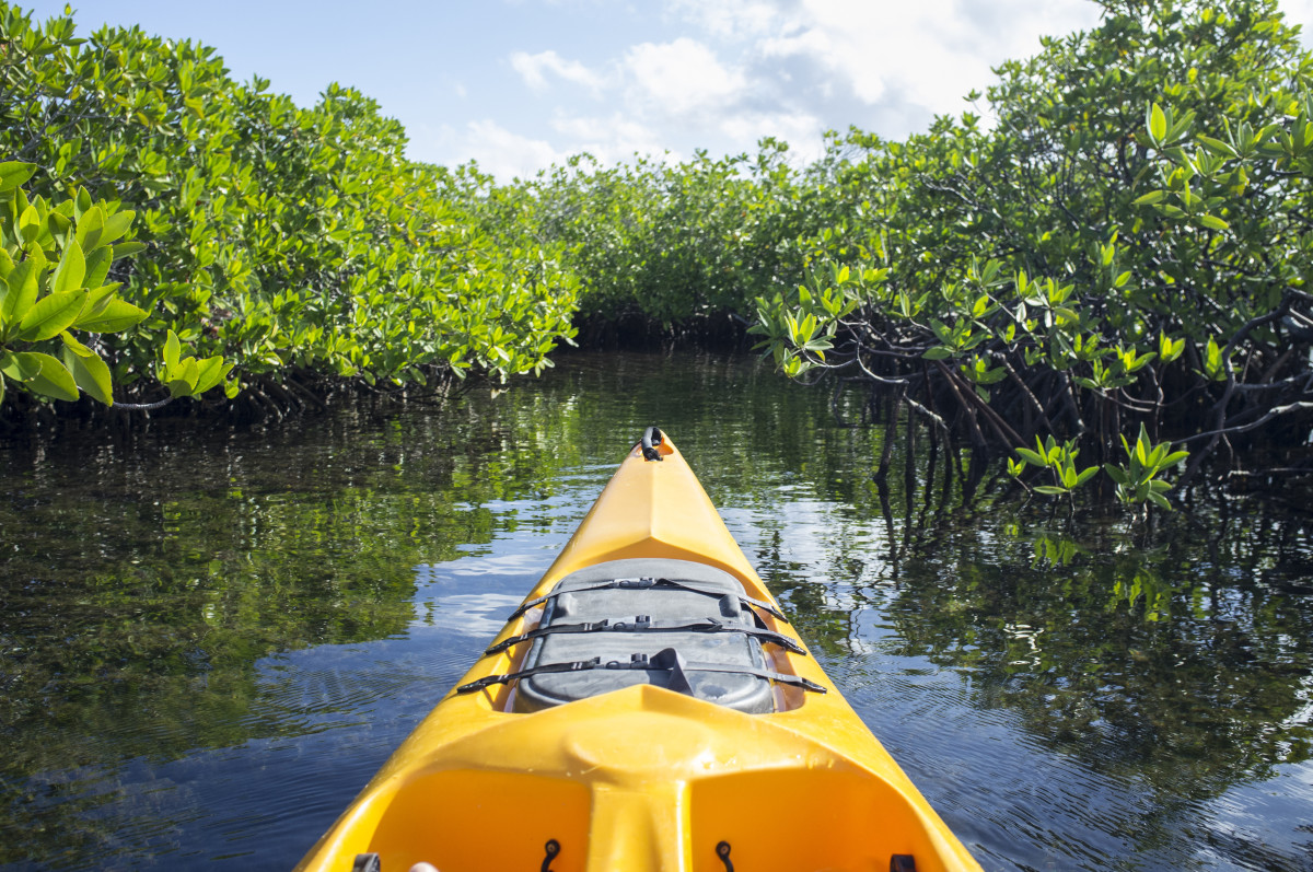 Kayaking Grand Cayman Mangrove Forests