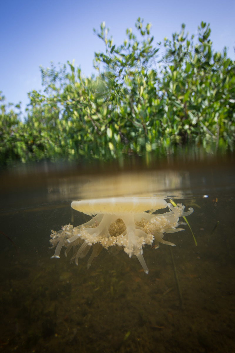 Grand Cayman Kayaking Mangrove Forests